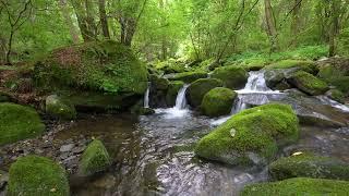 Tranquil Flowing Water Sounds and Birds Chirping for Stress Relief & Sleep