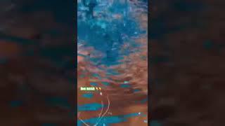 Feeding my pond goldfish 