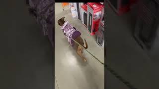 My Dog Phryne’s Adventure at Home Depot & Lowe’s!