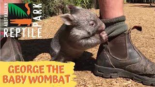 George the baby wombat