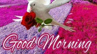 Good morning Wednesday images, best good morning images, whatsapp images & beautiful flowers images