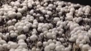 Noal Farm Automatic Mushroom harvesting