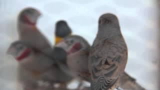 Поющие Красногорлые амадины (Amadina fasciata) - Cut-throat Finch (Ribbon Finch) Songs