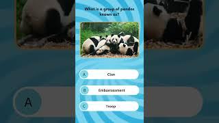  What Is a Group of Pandas Called?  Take a Wild Guess! 