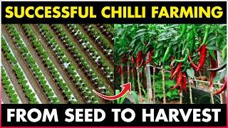 A Spicy Business: How to Make Money from Chilli Farming | Tips and Tricks for Growing Chilli Peppers