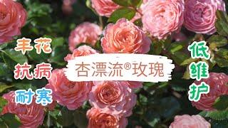 【花の物语】62 杏色漂流玫瑰/丰花抗病耐寒适应性强低维护的玫瑰选择#飘流玫瑰#漂移玫瑰#地被月季#懒人花#种花养花