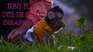 NEXT VIDEO 2 BABY MONKEY  LOVES TO RELAX