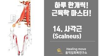 14. 사각근(목갈비근, scalneus)/근육학마스터/referred pain/MPS/trigger point/자세움직임아카데미/이지환