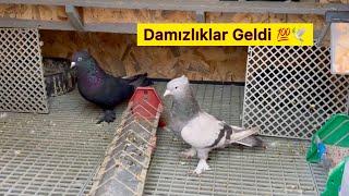 YENİ DAMIZLIKLAR GELDİ  YENİ KÜMESTE SON DURUMLAR ️ Taklacı Güvercin Oyunkuşu