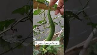 Organic Sponge Gourd from My Meditation Hut #shorts