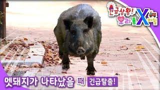 긴급상황 우리 몸 X파일 - 멧돼지가 나타났어요_#001