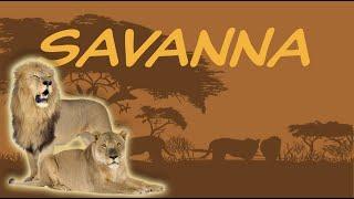 Explore the Savanna Biome = Tropical Grassland  Nature Ecology & Environment