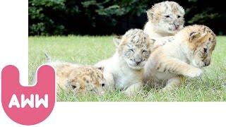Four White Tiger Cubs from Ukraine