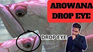 Arowana Drop Eye Solution