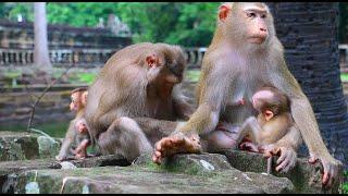 Nice Baby Monkey Love Mum..! Love Monkey Primate