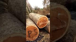 timber  exploitation in cross river state Nigeria