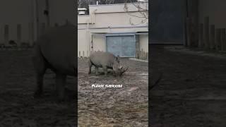 Rhino Bursa zoo