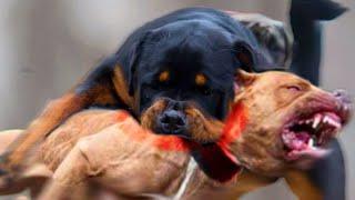 ROTTWEILER VS PITBULL: Qual é o melhor?