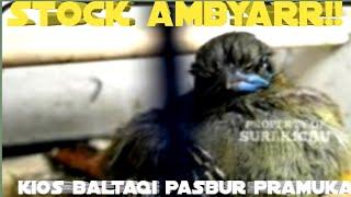 stock ambyarr!! kios baltaqi pasbur pramuka.