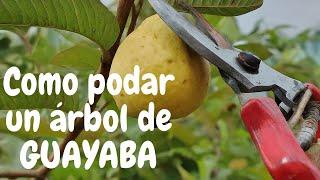 "Cómo Podar un Árbol de GUAYABA: Guía Paso a Paso para Maximizar la Producción"