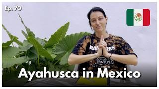 Ayahuasca Stories: Mexico’s Spiritual Journey