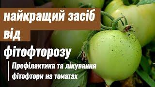 Супер засіб від фітофторозу. Профілактика та лікування фітофтори на томатах. #фітофтороз #томат