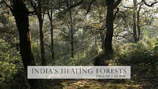 Nature Documentary - Healing Forests of India |  English, HD | Chapter shortcuts in description