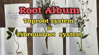 Album of Plants With Taproot and Fibrous Rootsystem/Taproot System/Fibrous Rootsystem/Root Album