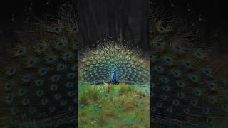 This tune + Peacock = ️‍🩹 #peacock #wildlife #aparupadey #nikon #shorts