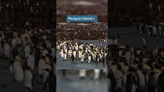 Islands That Ruled By Animals  #shorts #youtubeshorts #foryou #island #penguin #fyp #fypシ #for