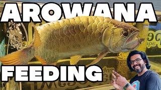 Arowana Fish Feeding Guide: Best Foods for Your Aquarium Predator