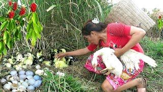 Women catch ducklings and mother ducks in a rice field - Women happily raise ducklings and dogs.