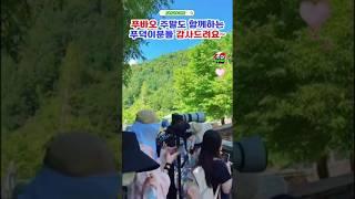 푸바오 모든순간 함께해요 #푸바오실시간 #푸바오근황 #판다월드 #에버랜드 #아이바오 #러바오 #루이바오 #후이바오 #강바오 #송바오