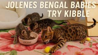Bengal Kittens Day 33  First Time Eating Kibble!  Big Cat Energy