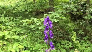 Aconitum napellus, Eisenhut