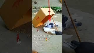 Easy Bird Trap That Work 100% Pigeon trap #shorts #youtubeshorts #ytshorts