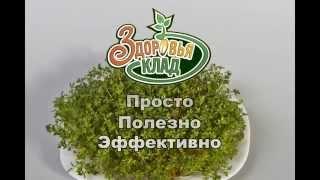Выращивание микрозелени в проращивателе Здоровья Клад
