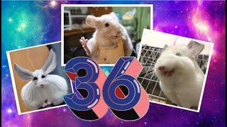 Лучшие приколы про ШИНШИЛЛ! Смешные ШИНШИЛЛЫ! Funny chinchillas#36