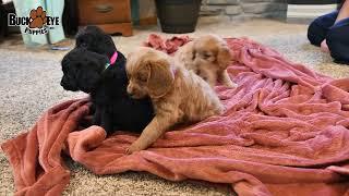 Poogle Beagle Poodle Puppies