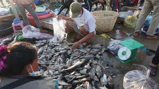 Amazing Morning Fish Market at Prek Phnov - Walking Tour Around Fish Market @Prek Phnov Bridge