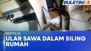 REPTILIA | APM Tangkap Ular Sawa Dalam Siling Rumah