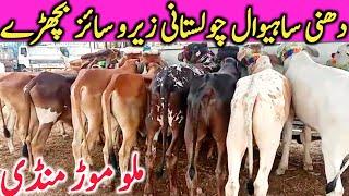 Malumor Mandi Jhang Dajili Dhani Sahiwal Cholistani Bachre 2023 || Global Village Farming