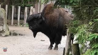 American Bison Tierpark Nordhorn