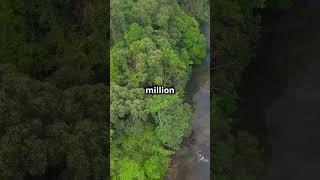 Top 5 Largest Forests in the World