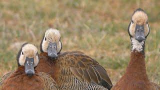 White-faced Whistling-Ducks