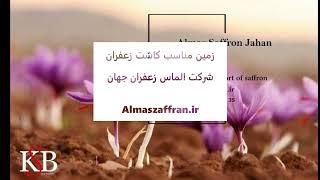 زمین مناسب برای کاشت زعفران - شرکت الماس زعفران جهان