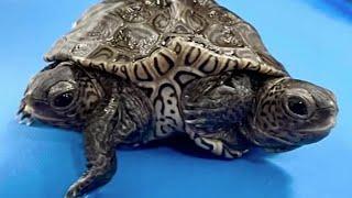 Turtle Hatchling Has Two Heads and Six Legs #shorts