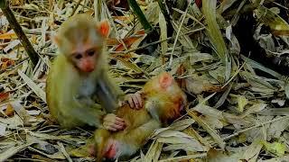 Oh my God, because there is not enough food to eat, this little baby monkey is like this