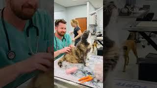 Cat in hospital #cats #cat #funnycats #fyp #foryou #pet #petslover