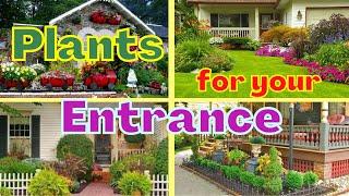 15 Best Plants for front door | Plants for your entrance